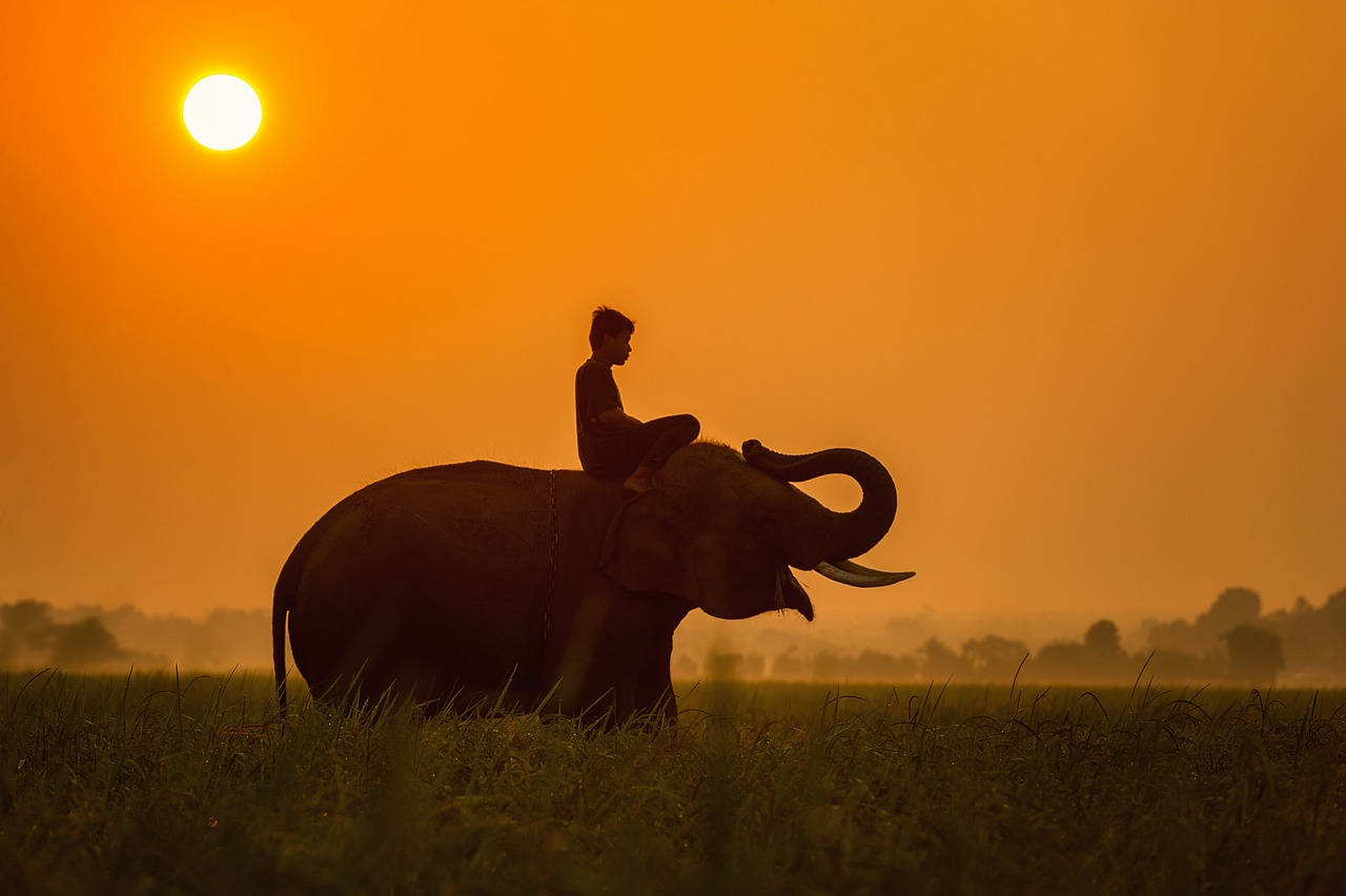 elephant-en-tanzanie