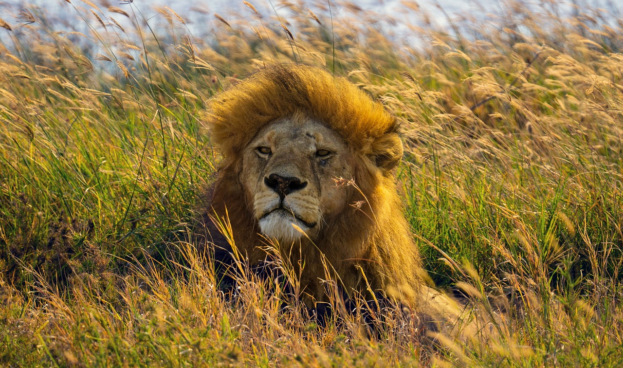 lion-en-tanzanie